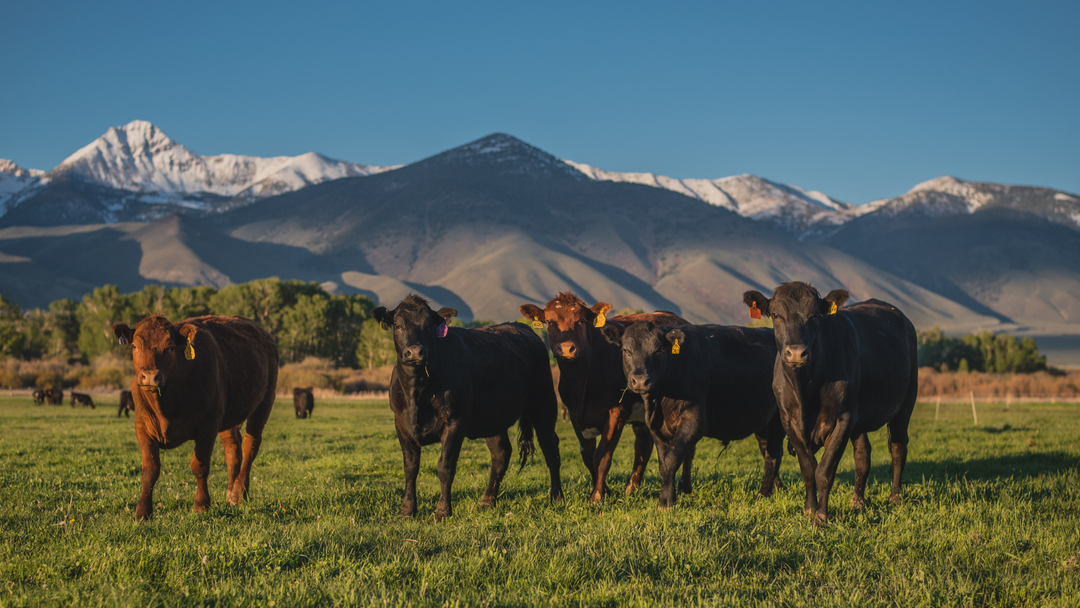 Why Bio-Organic Sets the Standard in the Organic Dog Food Market: How Rockster Dog Food Leads the Way