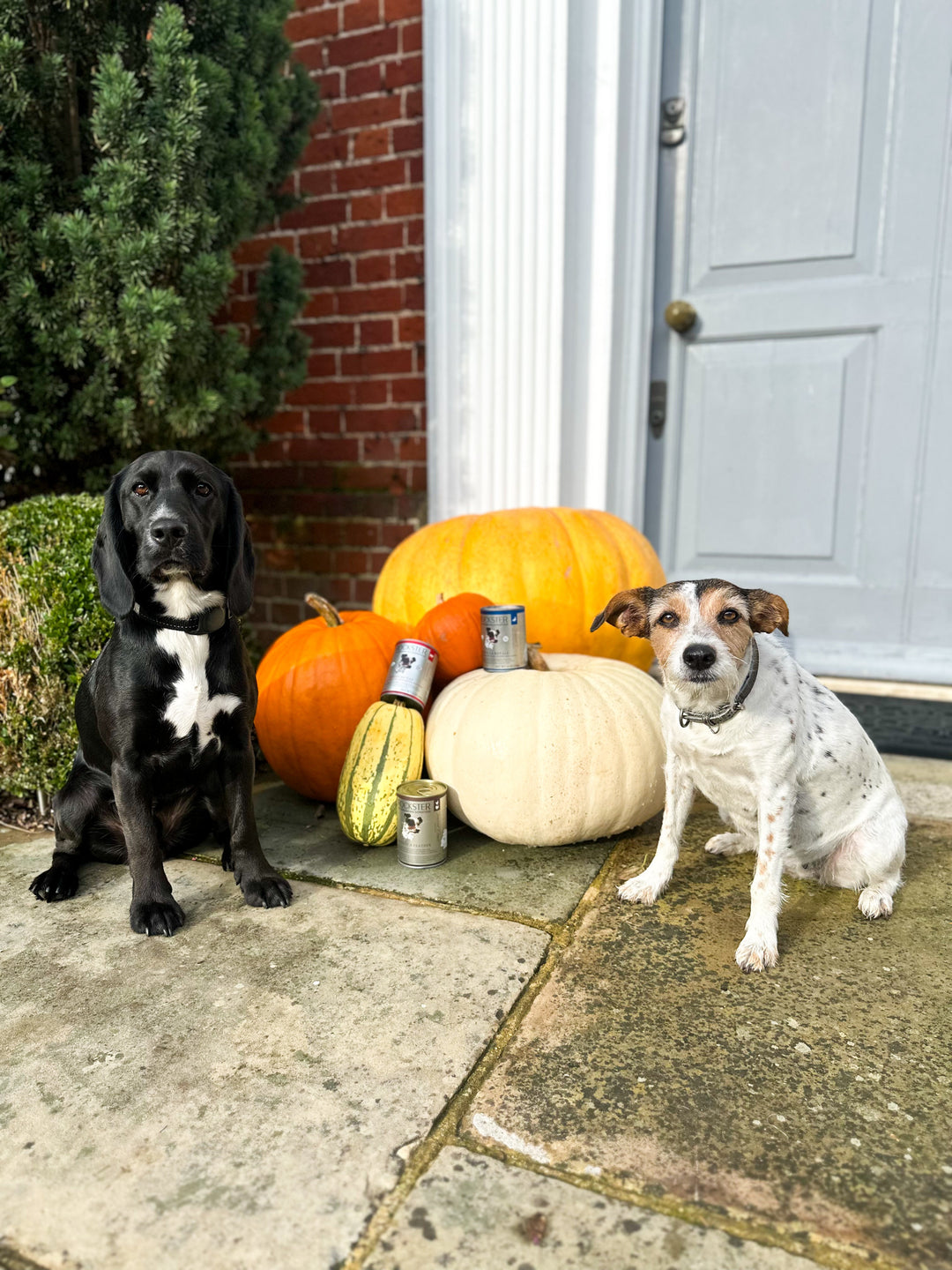 Why Pumpkin is a Superfood for Dogs: Health Benefits & Tasty Treats