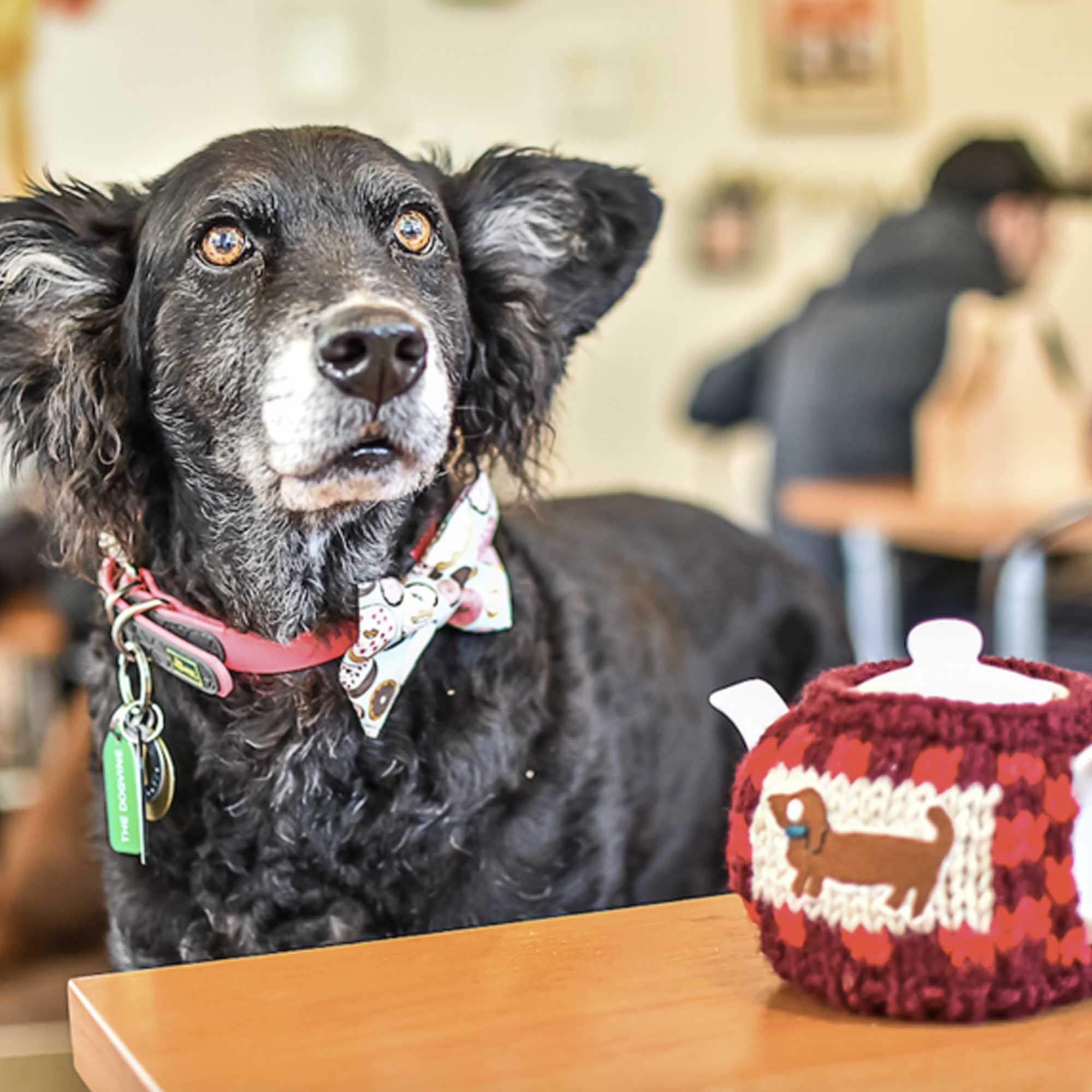 Pop-Up Crossbreed Café in London