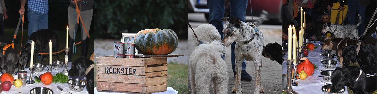 A Dog's Dinner in Vienna